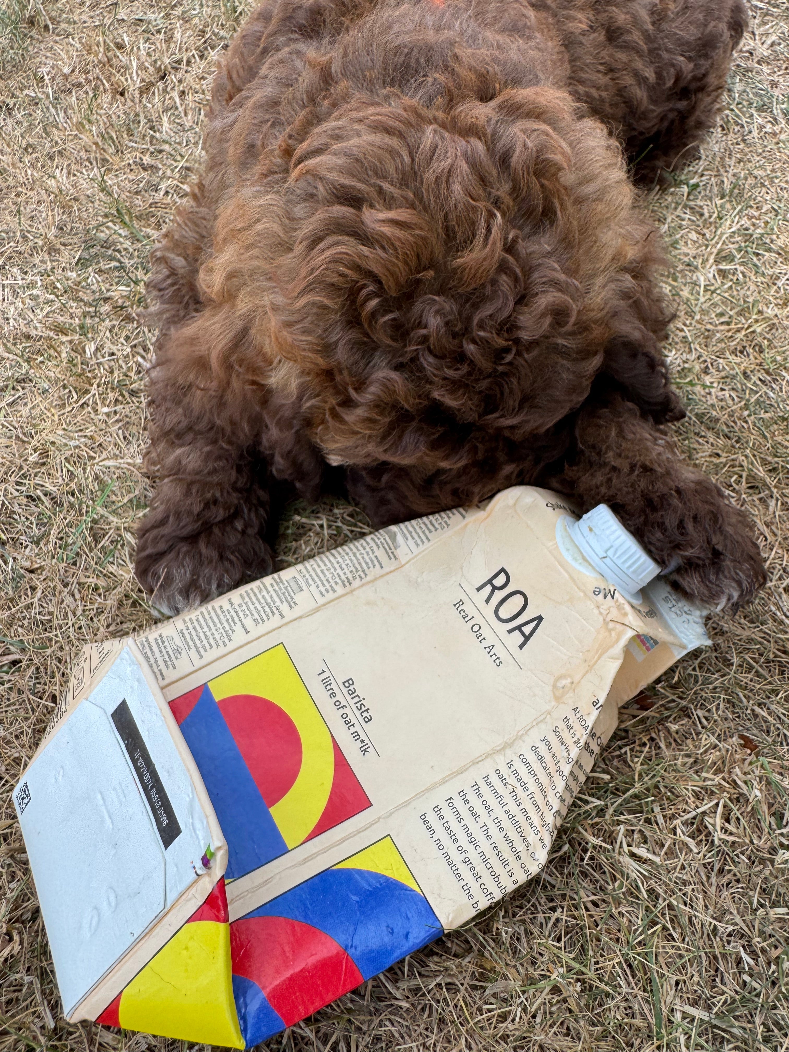 Our ROA barista oatmilk is loved by everyone.