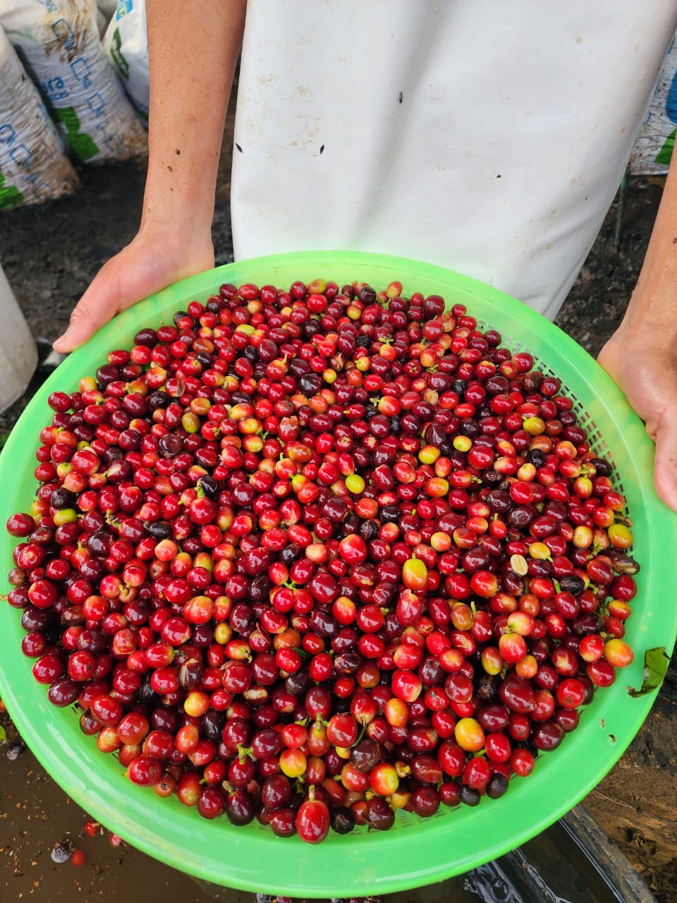 Colombia La Joya farm – Rush Rush