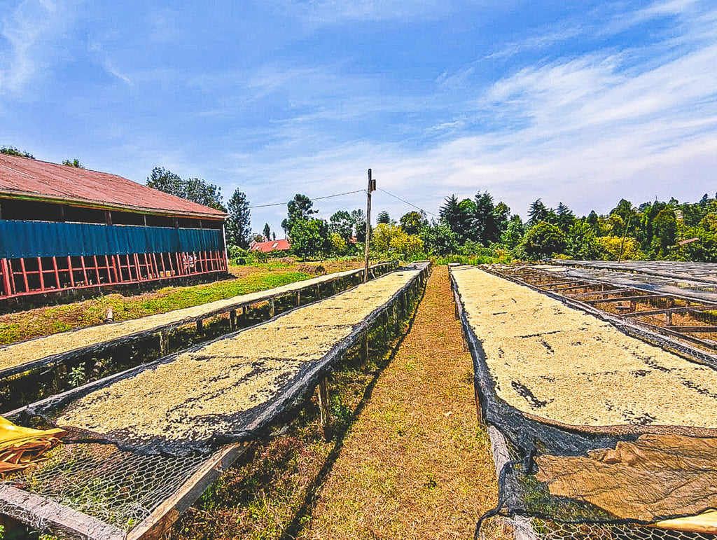 Kenya Kamathura farm – Rush Rush
