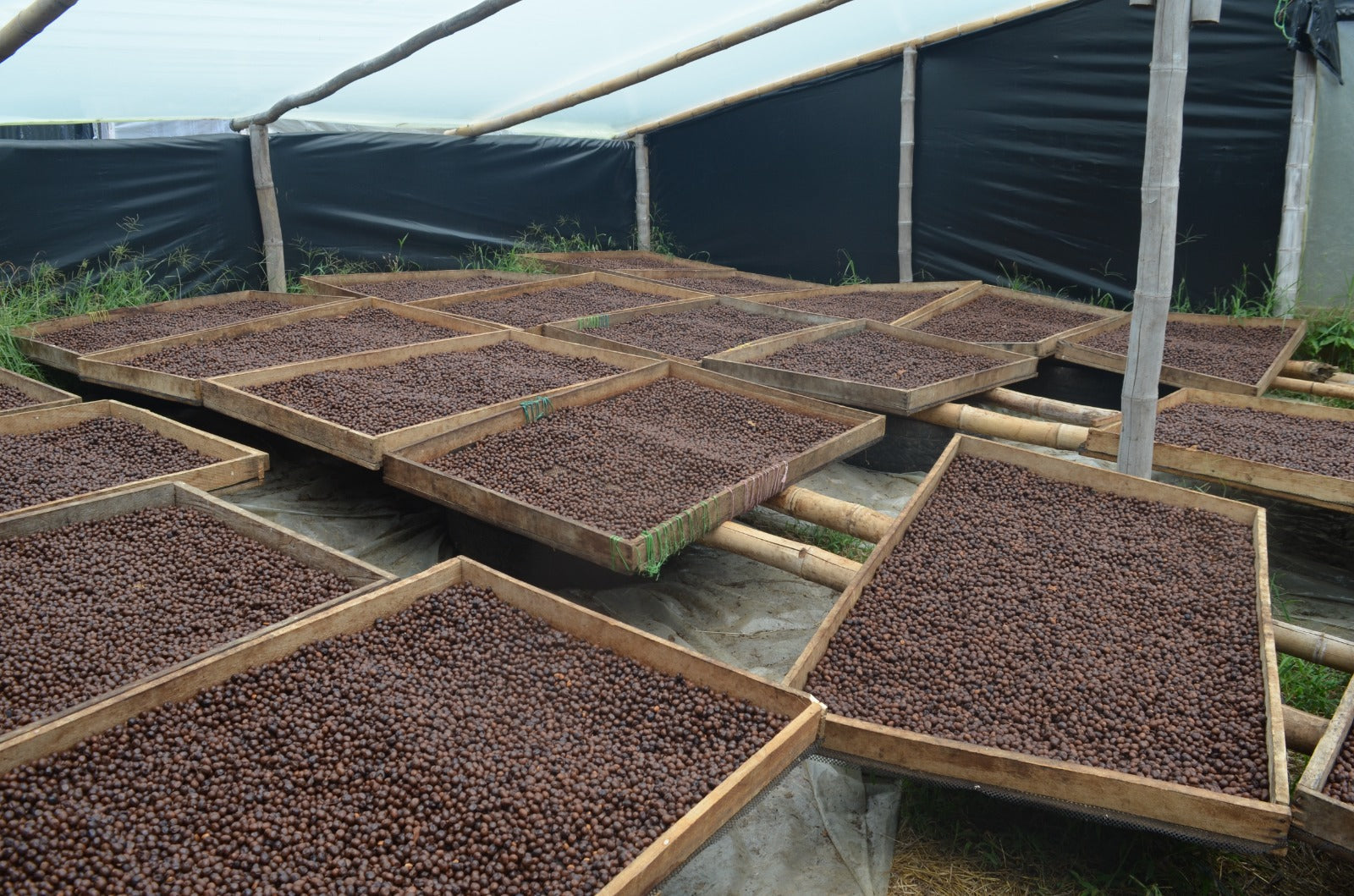 Rush Rush Colombia La Joya farm
