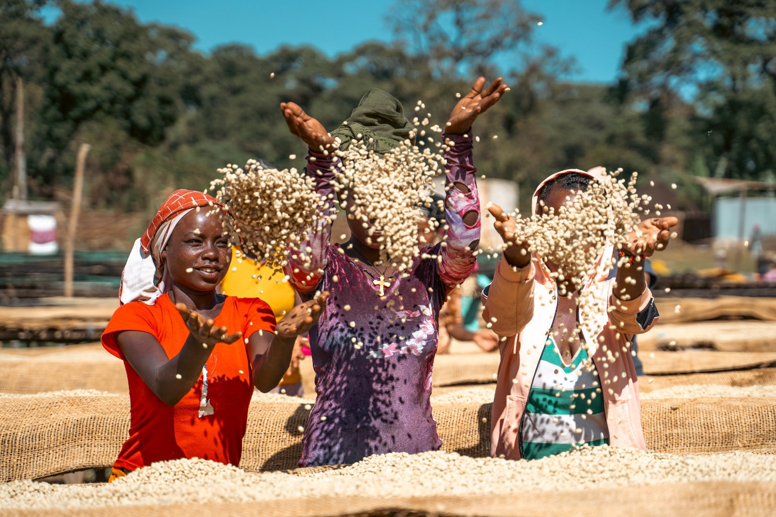 Ethiopia Yabitu Tume farm – Rush Rush