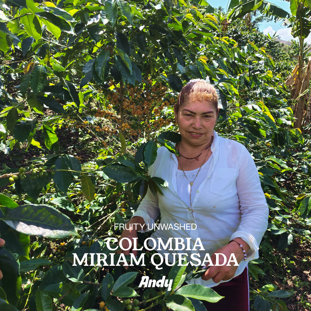 Filter, Colombia Miriam Quesada (Fruity Unwashed)