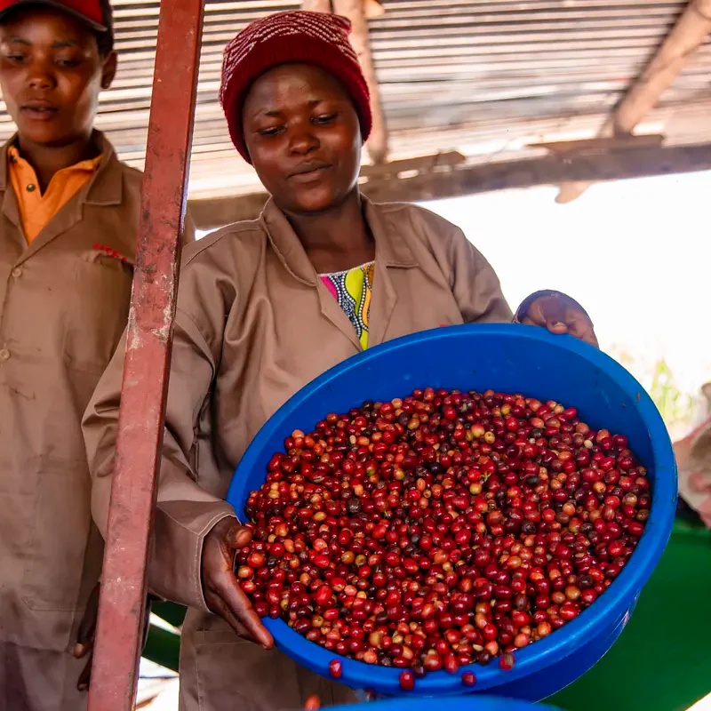 Filter, Rwanda Gasharu (Fruity Unwashed)